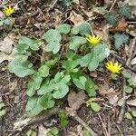 Ranunculus ficaria Hostoa