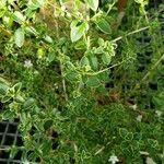 Serissa japonica Hoja