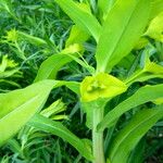 Euphorbia lucida Flower