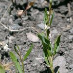 Polygonum douglasii आदत