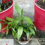 Dracaena braunii Fuelha