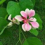 Bauhinia variegata Лист