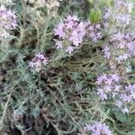 Thymus dolomiticus Habit