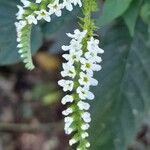 Heliotropium tiaridioides Flower