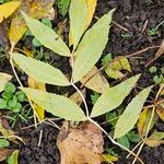 Fraxinus excelsior Fuelha