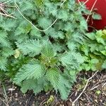 Urtica dioica Leaf