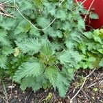 Urtica dioica Folha