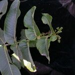 Duabanga grandiflora Hábito