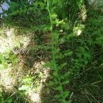 Asparagus acutifolius Leaf