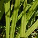 Carex conjuncta Φύλλο
