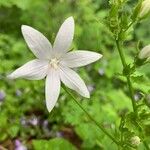 Campanula patulaBlodyn