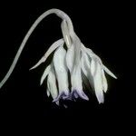 Burmannia longifolia Cvet