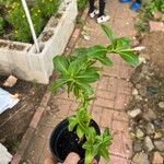 Catharanthus roseusLeaf