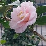 Camellia japonica Λουλούδι