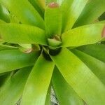 Guzmania plumieri Листок