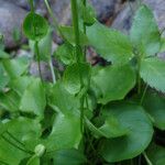 Parnassia fimbriata 葉