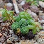Sedum greggii Hábito