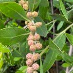 Conocarpus erectus 果實