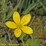 Saxifraga hirculus Květ