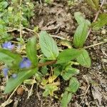 Veronica americana ഇല