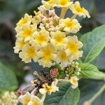 Lantana canescens Кветка