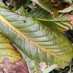 Rhododendron sinogrande Blad