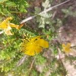 Hypericum balearicum Flor