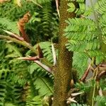 Vachellia cornigera Koor