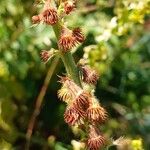 Agrimonia eupatoria फल