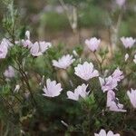 Malva aegyptia 花