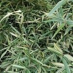 × Phyllosasa tranquillans Vivejo