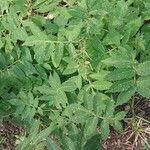 Cardamine macrophylla Leaf