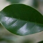 Coffea mauritiana Leaf