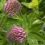 Trifolium rubensFlower