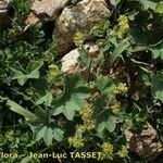 Alchemilla glaucescens Характер