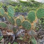 Opuntia littoralis Žievė