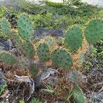 Opuntia littoralis പുറംതൊലി