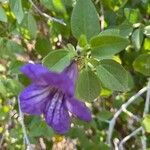 Ruellia geminiflora Levél