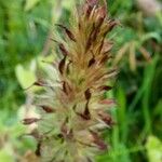 Trifolium incarnatum Fruit