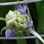 Hyacinthoides × massartiana Blüte