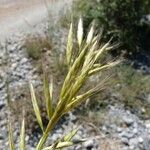 Helictochloa bromoides Fruto