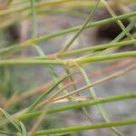 Dianthus graniticus Rusca