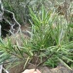 Podocarpus novae-caledoniae পাতা