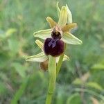 Ophrys sphegodes Blomma