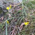 Gagea bohemica Fula