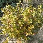 Buxus sempervirens Vekstform