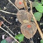 Physalis alkekengi Fruchs