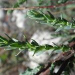 Myricaria germanica Leaf