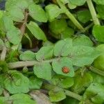 Nasturtium officinale Levél