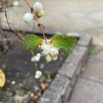 Symphoricarpos albus Blatt